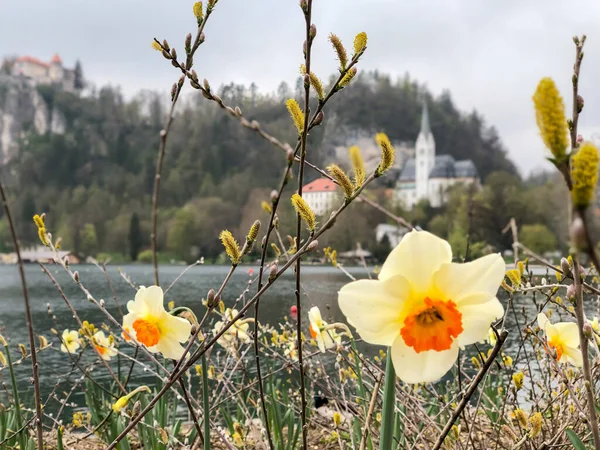 Blooming Daffodil Flowers Lake View Slovenia Europe — Stock Photo, Image