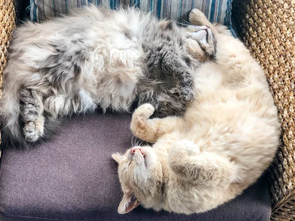 两只可爱的猫在家里的扶手椅上睡在一起 — 图库照片