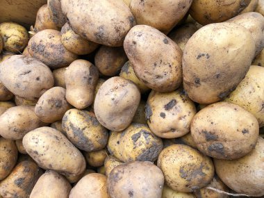 Arka plan olarak çiğ ve kirli patates yığını yakın plan.