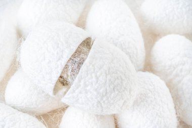 Beyaz ipek böceği kozaları, arka plan olarak ipek kumaş kaynağı