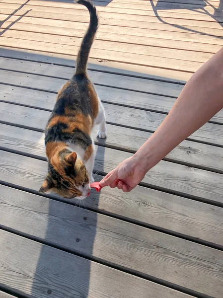 Κοντινό Χέρι Μιας Γυναίκας Που Ταΐζει Μια Γάτα Του Δρόμου — Φωτογραφία Αρχείου