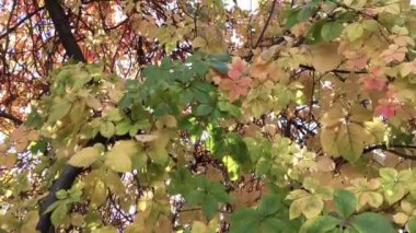 Arkaplan olarak bir ağacın renkli yaprakları