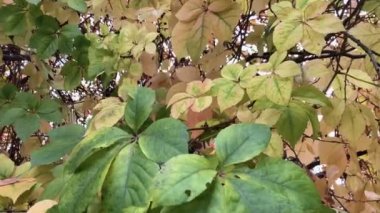 Arkaplan olarak bir ağacın renkli yaprakları