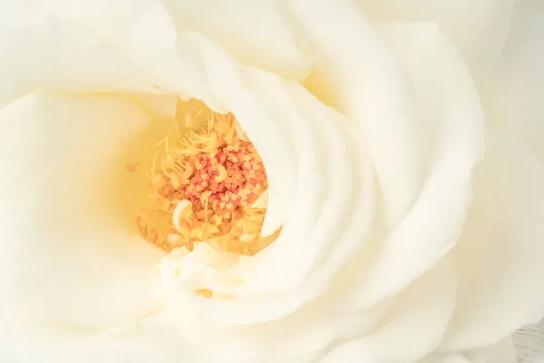 Detalle Primer Plano Una Flor Rosa Blanca Como Fondo — Foto de Stock