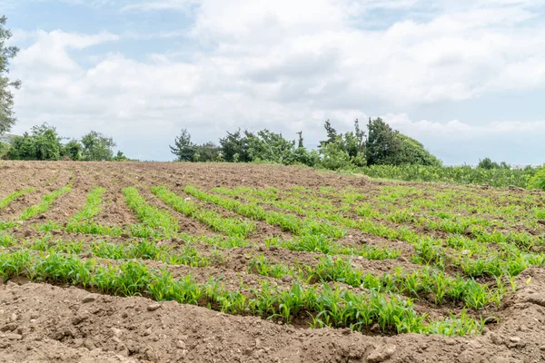 Brote Plantas Agrícolas Crece Campo Bajo Cielo Azul Con Espacio —  Fotos de Stock