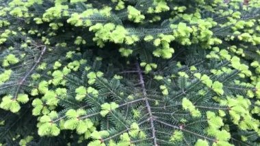 Baharda yeni ve taze çam ağacı dalları ile arka plan