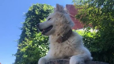Beyaz akita köpeği güneşli bir günde bir bahçenin duvarına yaslanıyor.