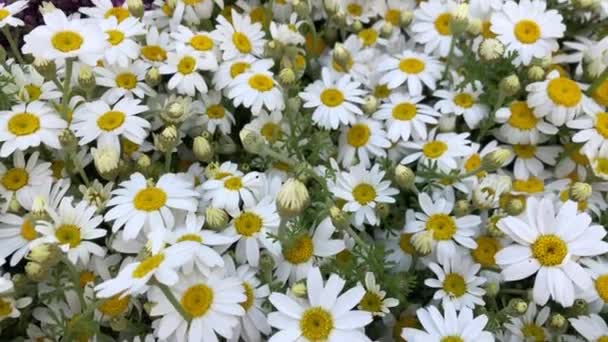 Background Daisy Flowers Spring — Video