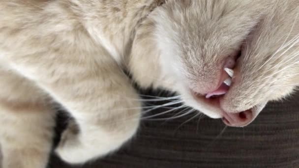 Nahaufnahme Gesicht Einer Gestromten Katze Die Hause Auf Dem Bett — Stockvideo