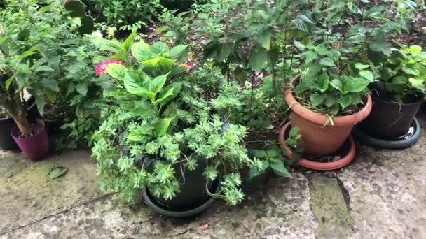 Variedade Plantas Verdes Flores Vasos Jardim Dia Chuvoso — Vídeo de Stock