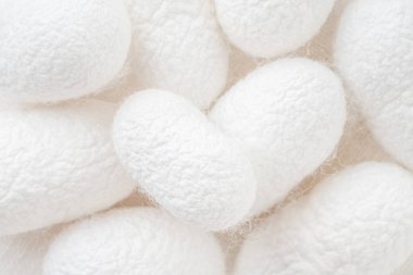 İpek kozalarla donatılmış ipek böceği güvesinin ticari yetiştirilmiş tırtılları ipek fiber üretmek için işlenmiş ipek koza örerler.