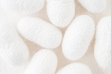 İpek kozalarla donatılmış ipek böceği güvesinin ticari yetiştirilmiş tırtılları ipek fiber üretmek için işlenmiş ipek koza örerler.