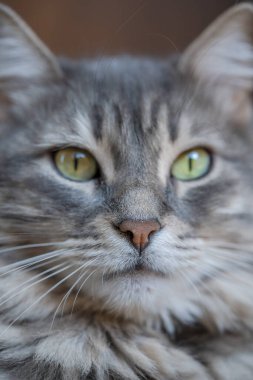 Gri tekir kedinin yakın plan yüzüne sahip arka plan