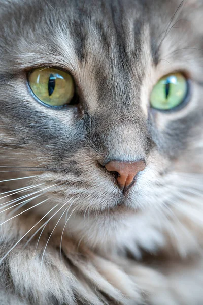 Background Closeup Face Gray Tabby Cat — Stock Photo, Image