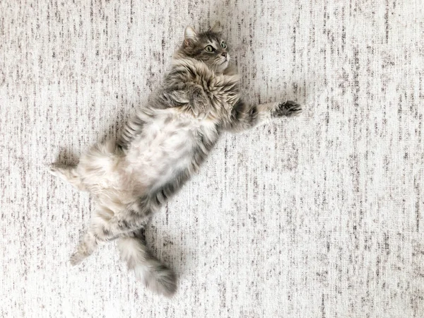 カーペットの上に寝そべってる可愛いタビー猫 — ストック写真