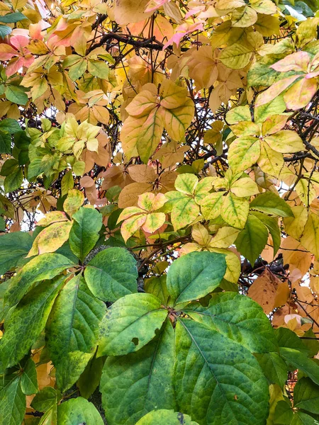 Sonbaharda Yakın Planda Renkli Sonbahar Yaprakları — Stok fotoğraf
