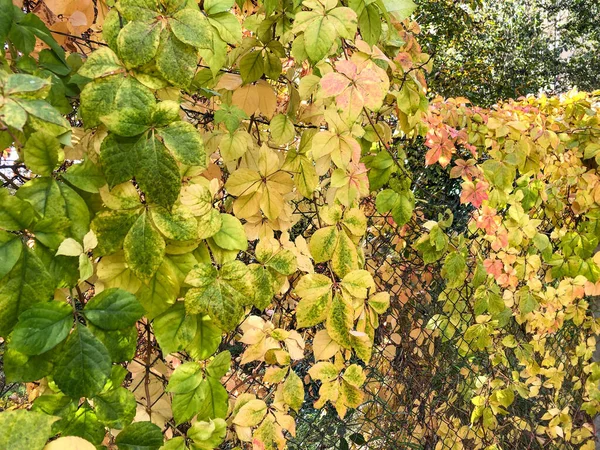 Folhas Coloridas Outono Como Fundo Uma Cerca Líquida Parque — Fotografia de Stock