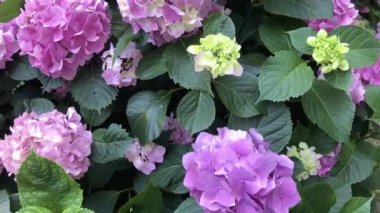 Bahçede pembe ortanca çiçekleri olan arka plan