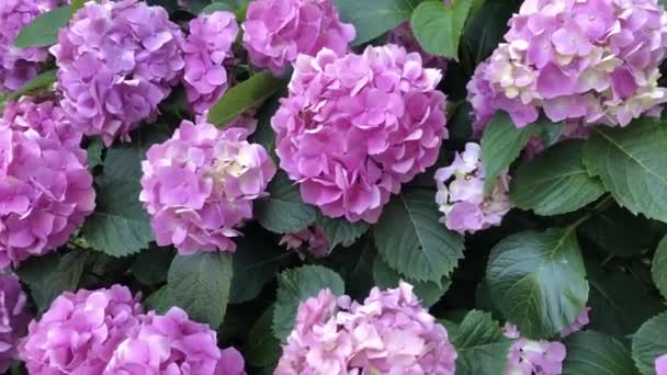 Fond Avec Des Fleurs Hortensia Rose Jardin — Video