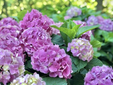 Yazın bahçede pembe ortanca çiçekleriyle arka plan