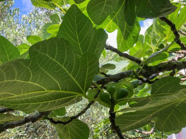 Yazın yakın arkaplanda olgunlaşmamış meyveli incir ağacı
