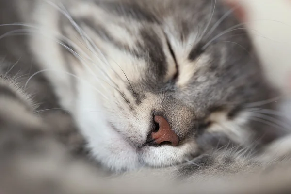 Faccia di un gatto grigio che dorme — Foto Stock