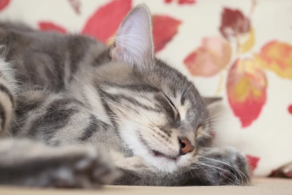 Faccia di un gatto grigio che dorme — Foto Stock