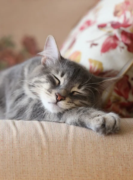 A szürke macska alszik arca — Stock Fotó