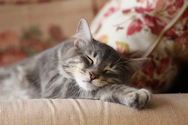 Adorável gato cinza (gatinho) dormindo — Fotografia de Stock
