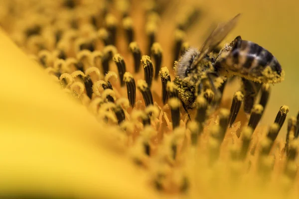 Bee on sunflower — Stock Photo, Image