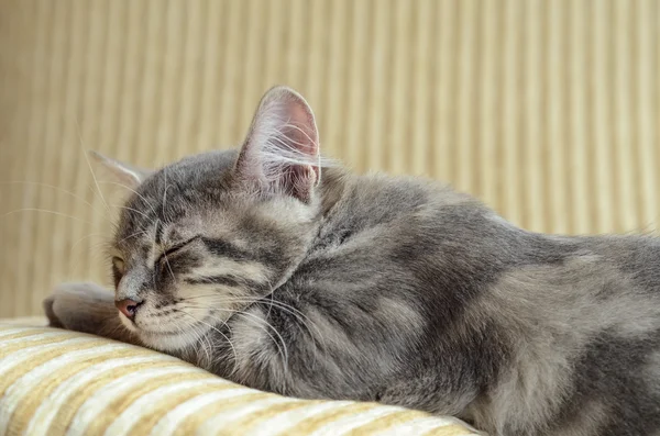 Gatinho cinza dormindo — Fotografia de Stock