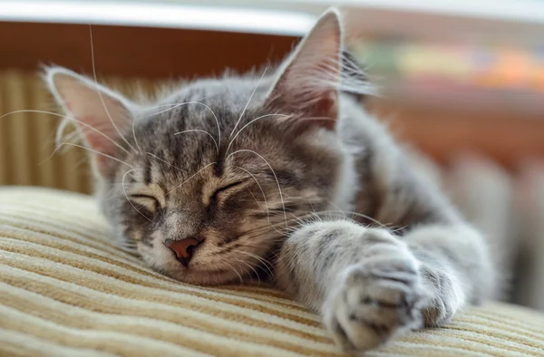 Gris gatito durmiendo — Foto de Stock