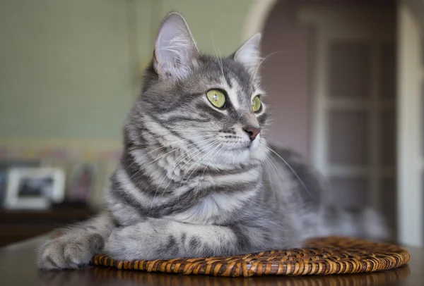 Roztomilá šedá kočka — Stock fotografie