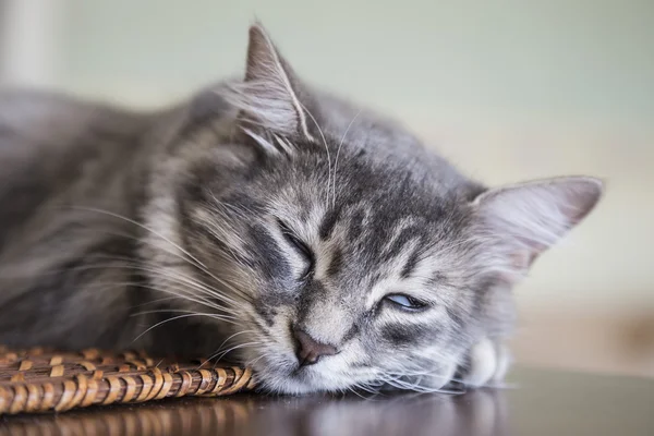 Adorável gato cinza dormindo — Fotografia de Stock