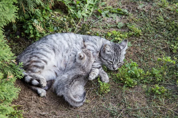 Γάτα σίτιση της γατάκι — Φωτογραφία Αρχείου