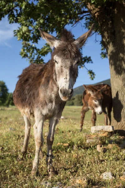 Two Donkeys Nature — Stock Photo, Image