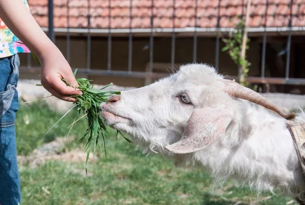Hand feeding a goat — Stock Photo, Image