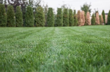  Bahçe çit ile çam ağaçları ile