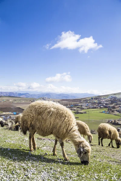 Sheep flocks feeding on meadow — Stock Photo, Image