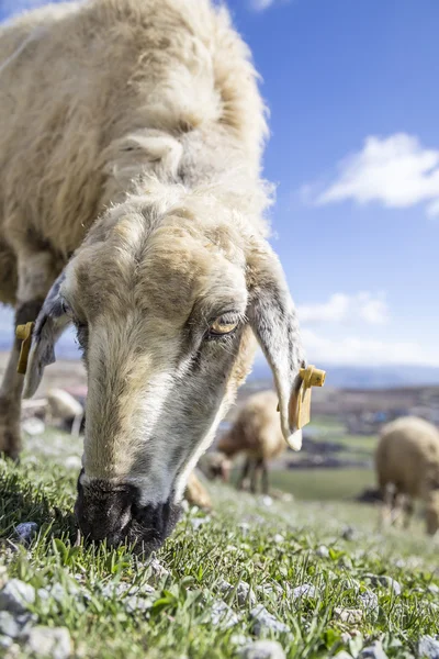 Sheep flocks feeding on meadow — Stock Photo, Image