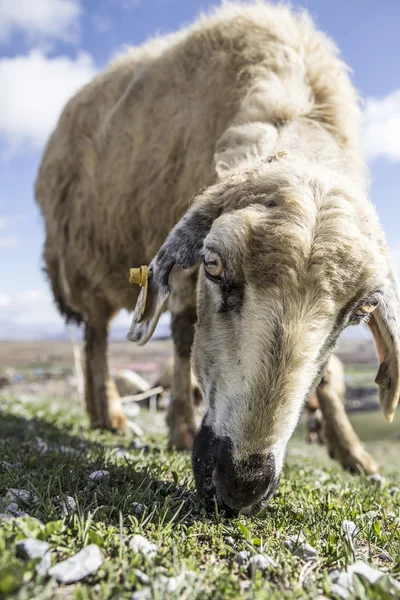 Sheep flocks feeding on meadow — Stock Photo, Image