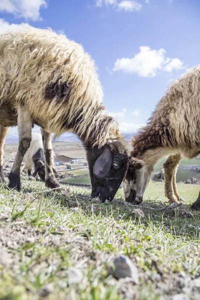 Sheep flocks feeding on meadow — Stock Photo, Image