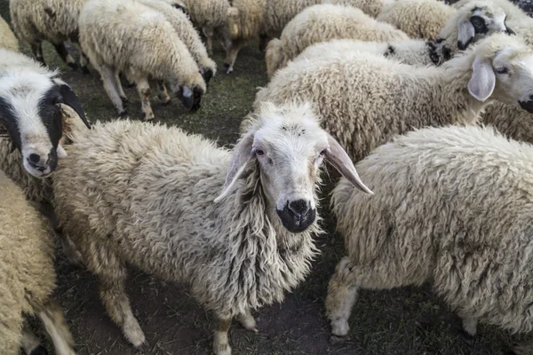 Sheep flocks on meadow — Stock Photo, Image
