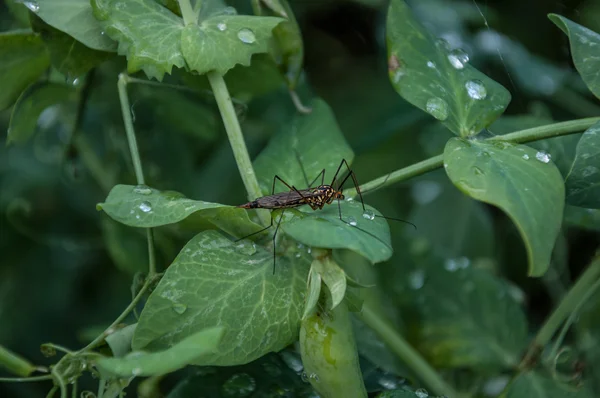 Un insecto en la hoja — Foto de Stock