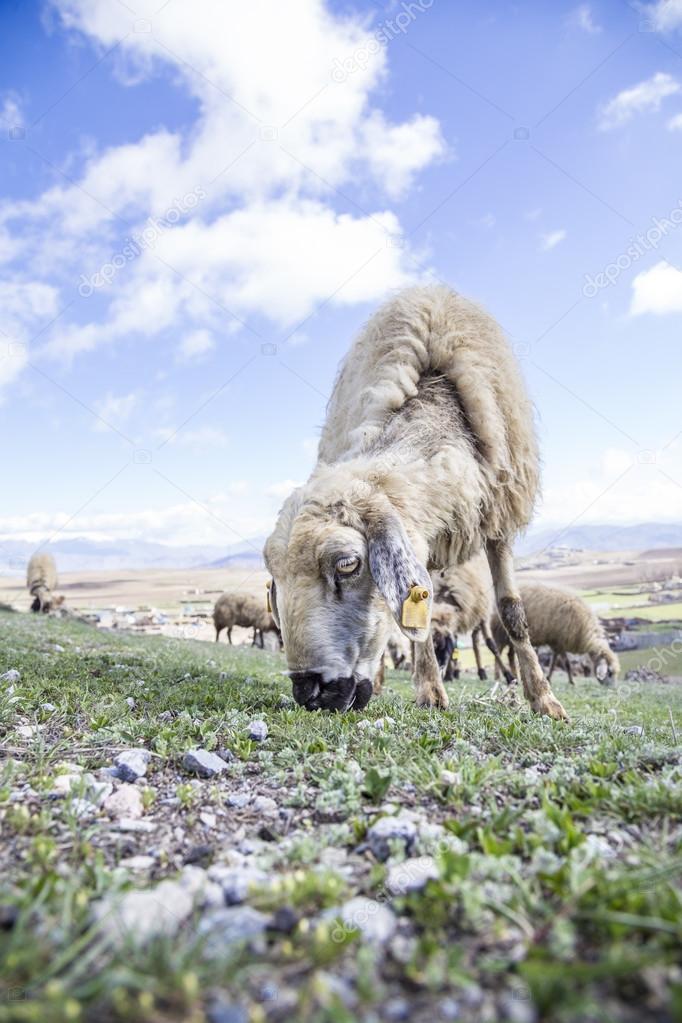 sheep flocks feeding on meadow