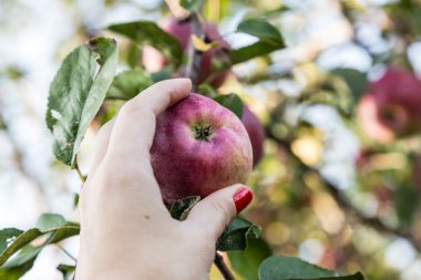 el malzeme çekme elma ağacından