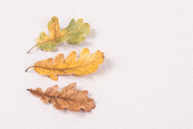 kurutulmuş yaprakları ile sonbahar şablonu