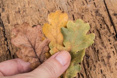 El ele sonbahar yaprakları.