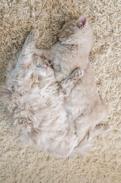 Cats sleeping together on carpet — Stock Photo, Image