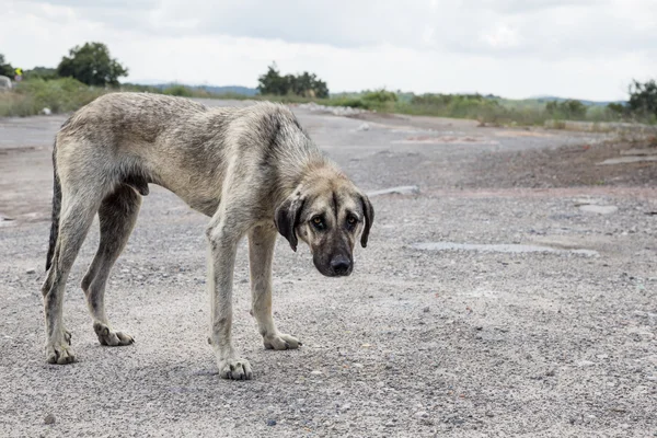 Poor street dog — Stock Photo, Image